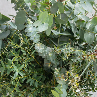 Eukalyptus Bundware