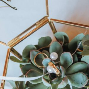 Ringkissen floristisch mit Echeverien